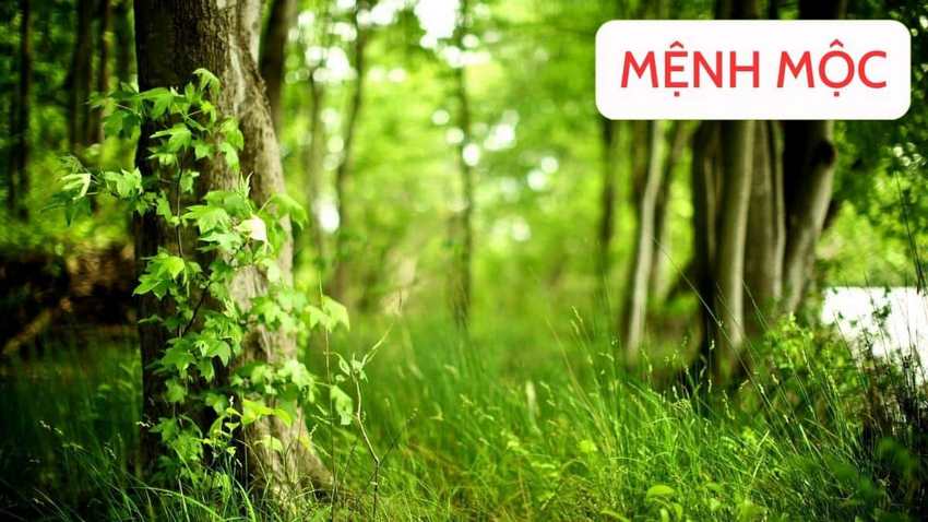 Cập nhật 99 hình nền hợp mệnh mộc hay nhất Tin Học Vui #25 Cập nhật 99 hình nền hợp mệnh mộc hay nhất Tin Học Vui