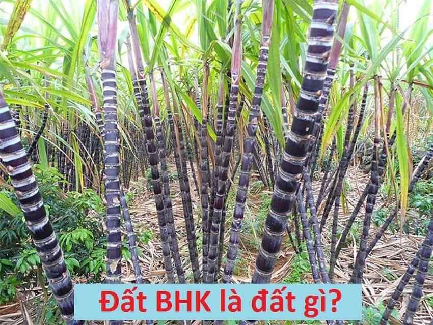 đất bhk là gì