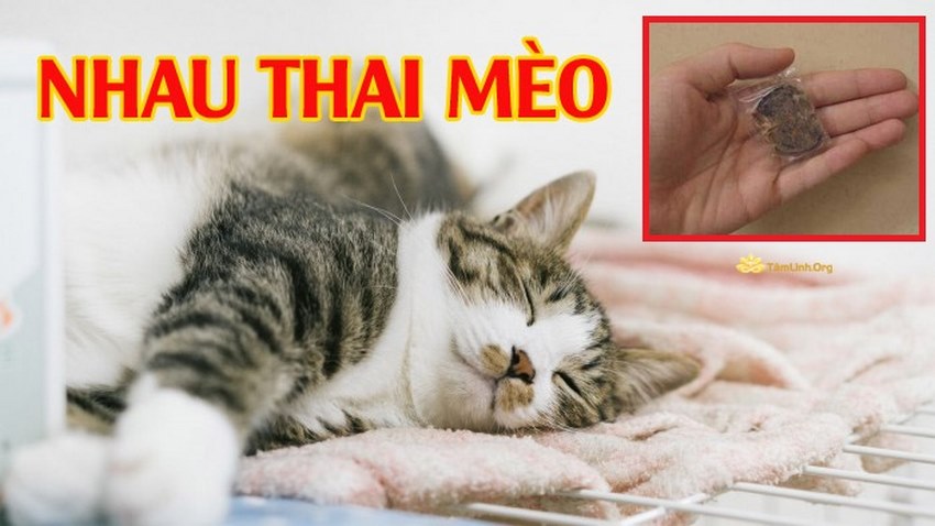 phong thủy nhau mèo