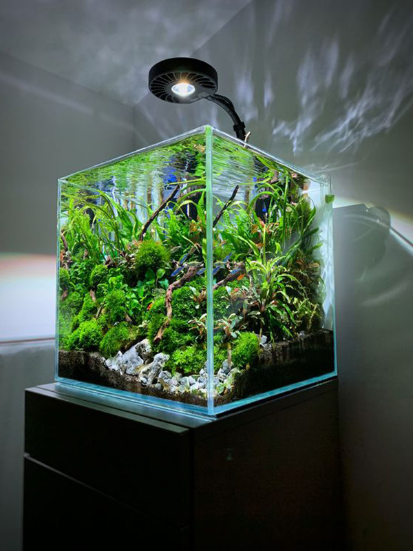 terrarium-mini-be-ca-1-oneday