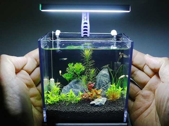 terrarium-mini-be-ca-2-oneday