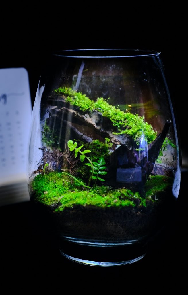 tieu-canh-terrarium-de-ban-lam-viec-1-oneday