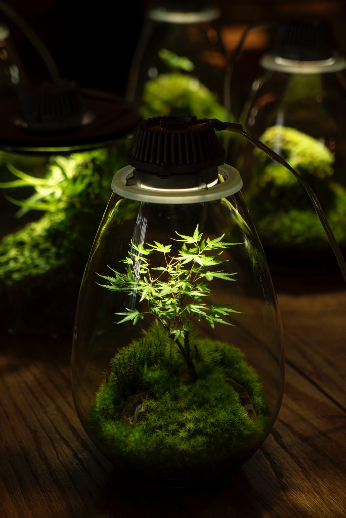 terrarium-de-ban-lam-viec-3-oneday