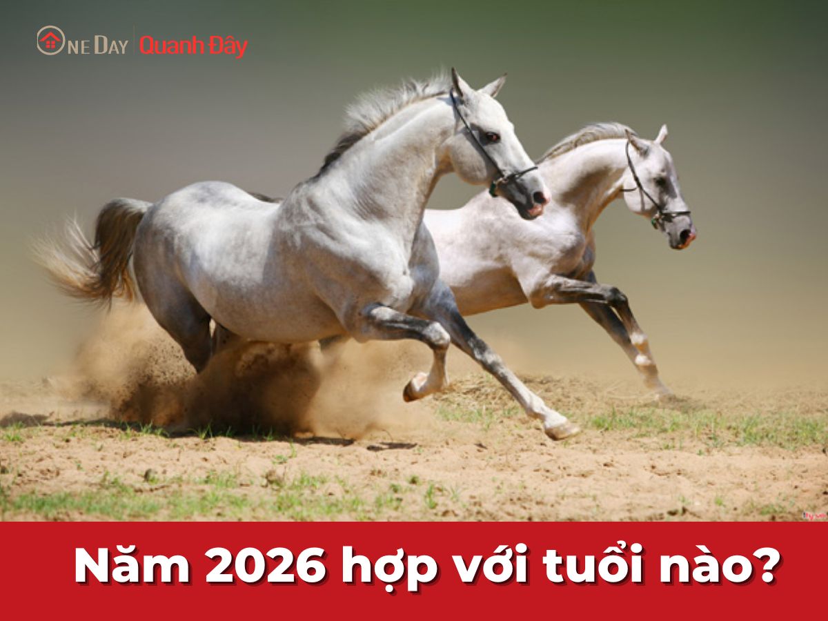 2026 M Nh G Tu I Con G H P V I B M Tu I N O OneDay 2026 Thuoc Menh Gi Oneday 1 