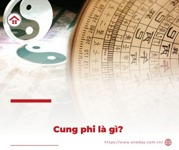 cung-phi-la-gi-oneday