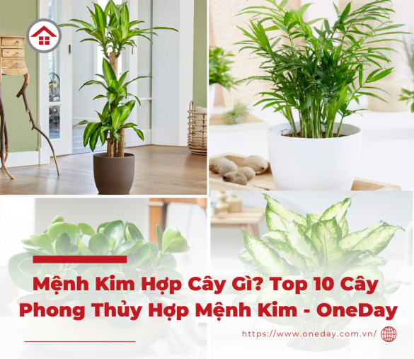 menh-kim-hop-cay-gi