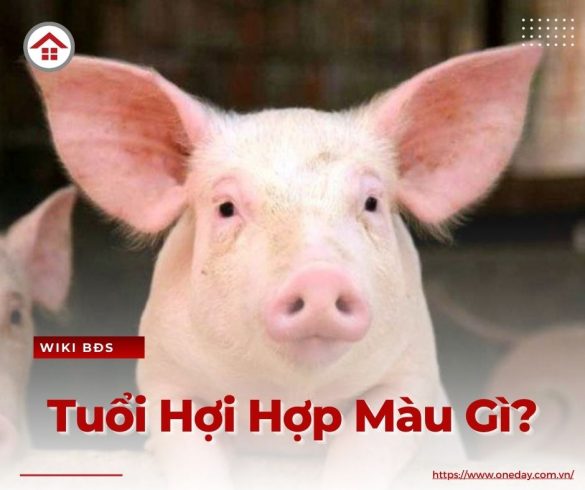 tuoi-hoi-hop-mau-gi-oneday