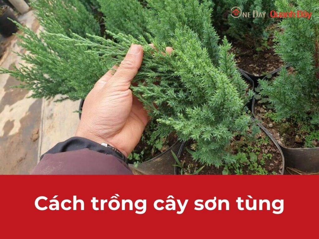 cach-trong-cay-son-tung-oneday-1