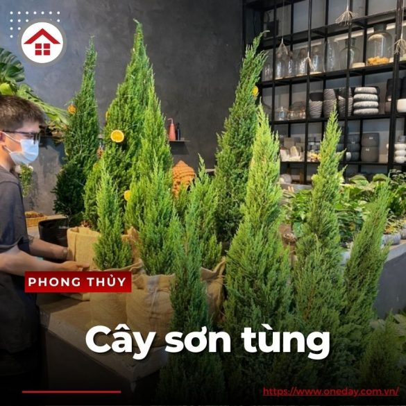 cay-son-tung-oneday