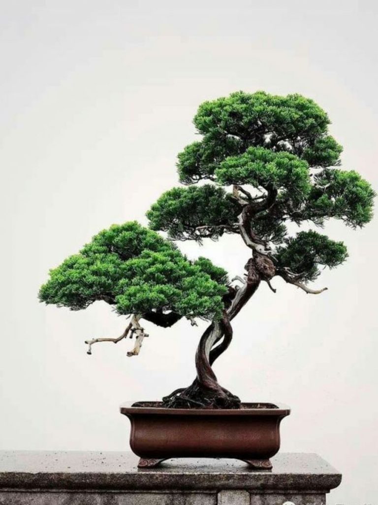 cay-tung-la-han-choi-bonsai-oneday