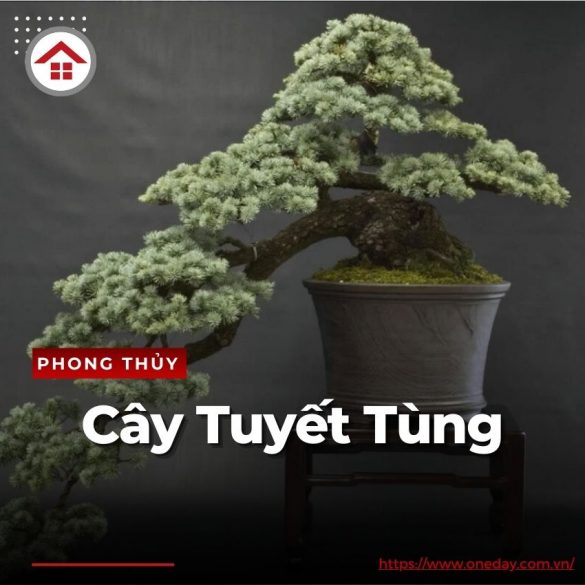 cay-tuyet-tung-oneday