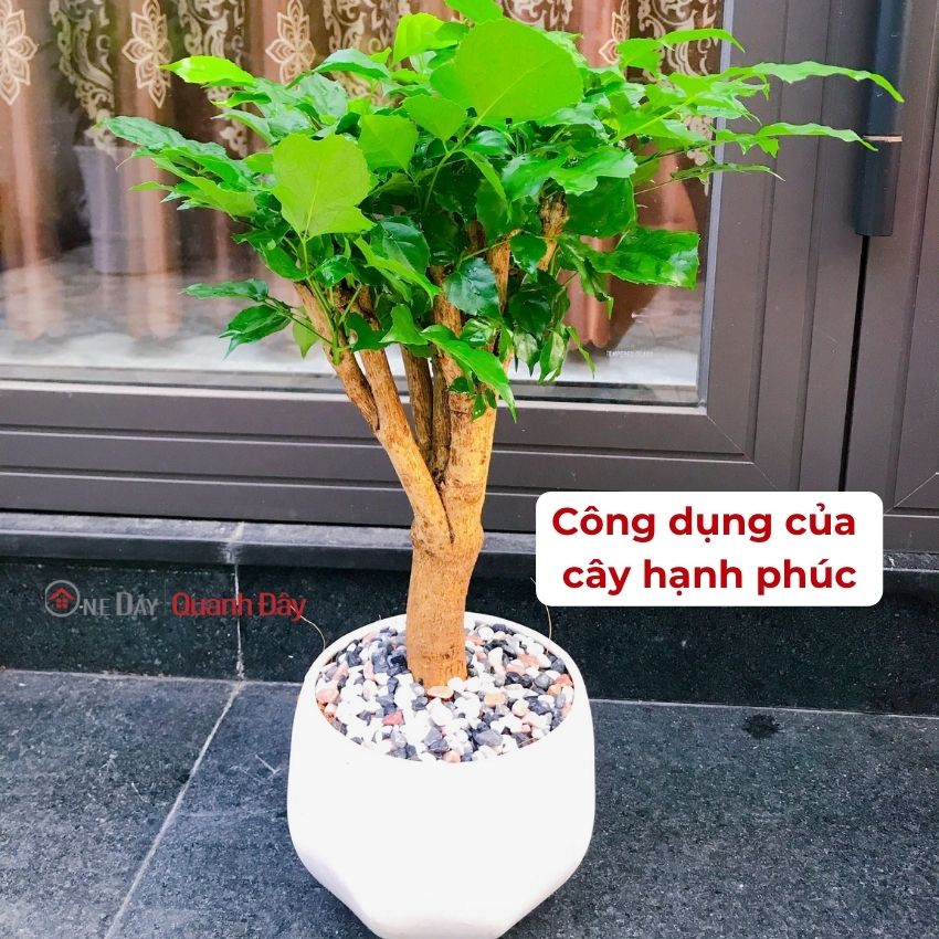 hanh-phuc-duoc-xem-nhu-la-may-loc-khong-khi-mini-oneday
