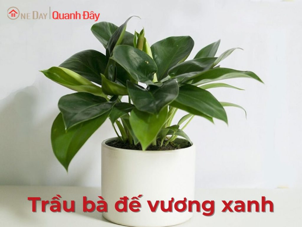 trau-ba-de-vuong-xanh-oneday