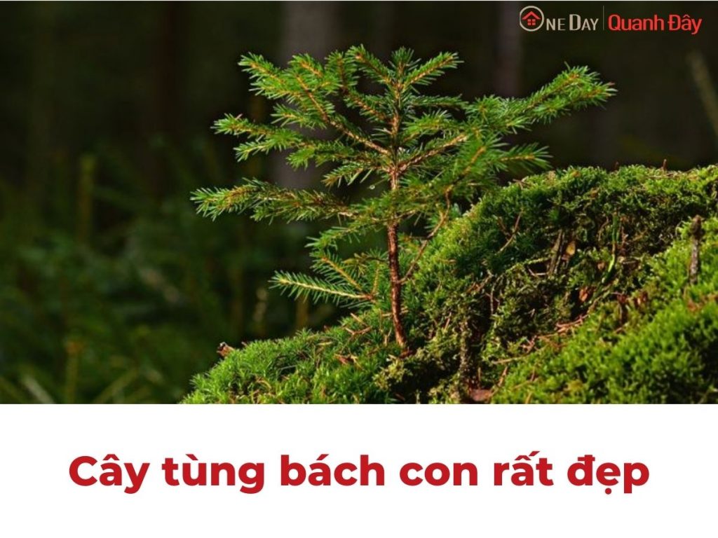 tung-bach-con-oneday