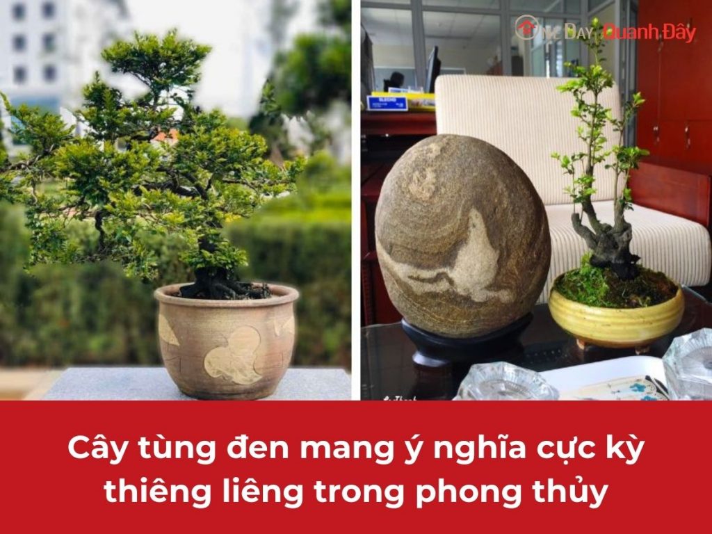 y-nghia-cay-tung-den-trong-phong-thuy-oneday