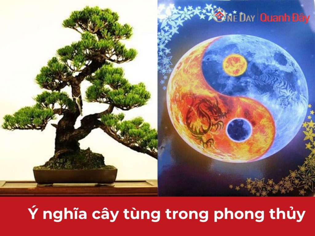 y-nghia-cay-tung-trong-phong-thuy-oneday