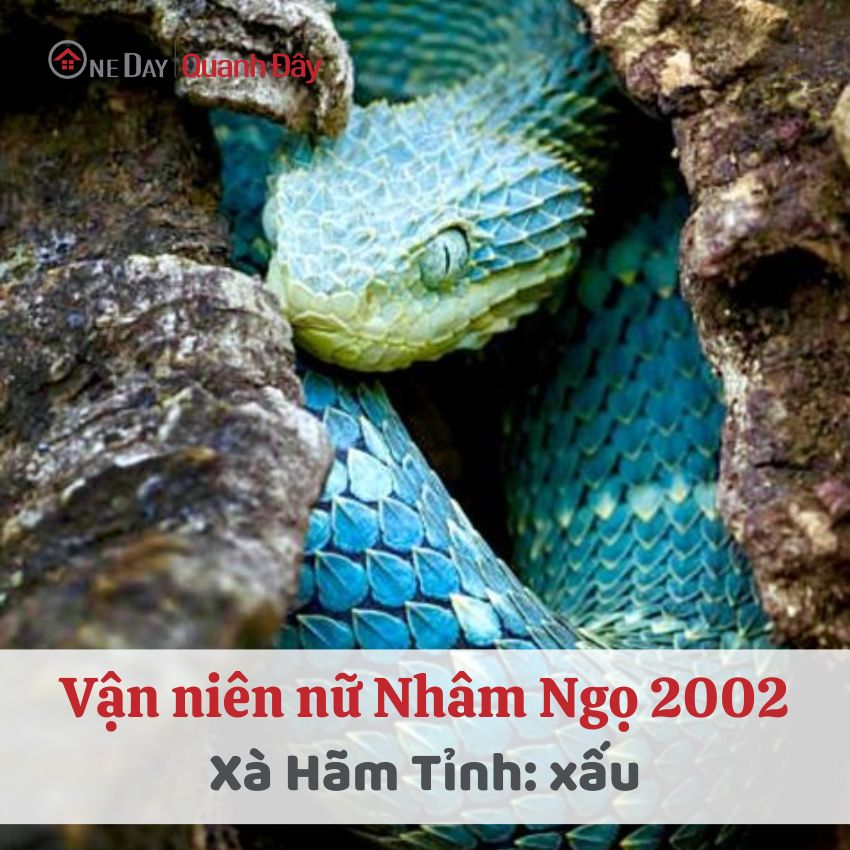 van-nien-nham-ngo-2002