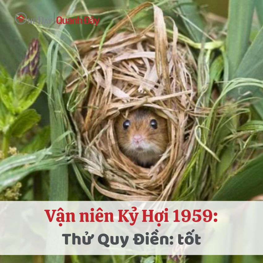 van-nien-tu-vi-tuoi-ky-hoi-1959-nam-2024-nu-mang
