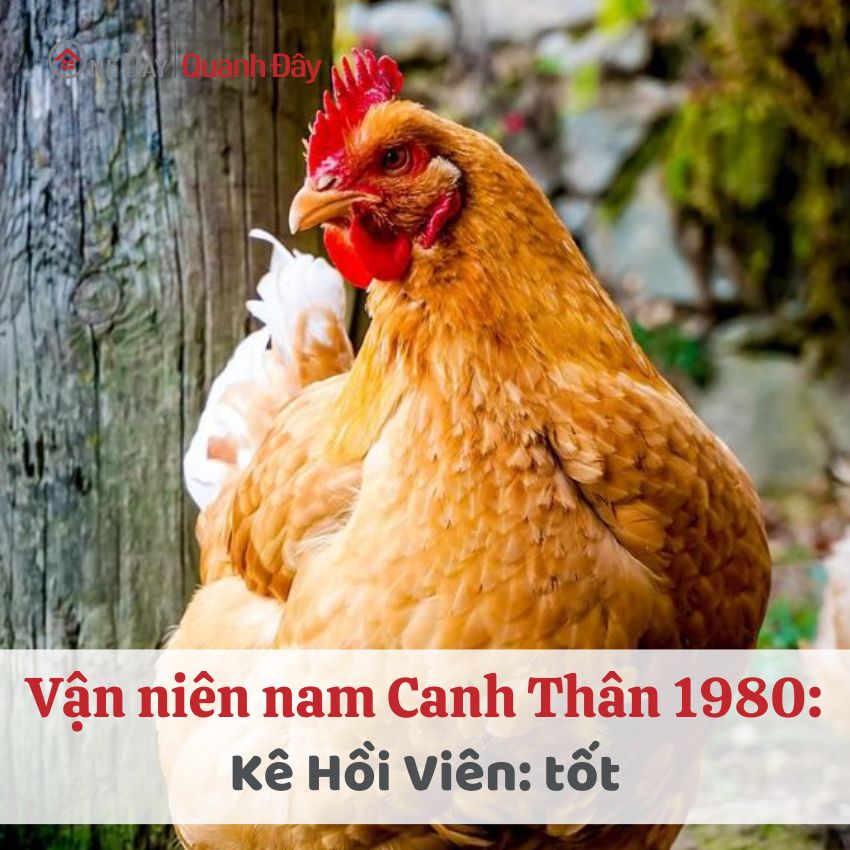 van-nien-tu-vi-tuoi-canh-than-1980-nam-mang