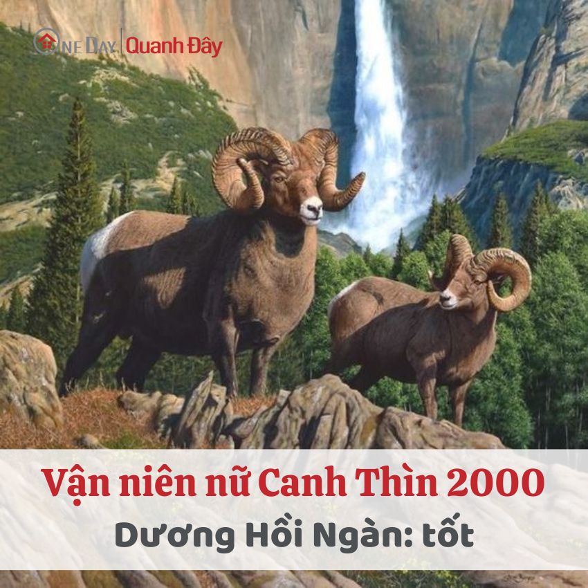 van-nien-canh-thin-2000