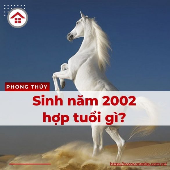 2002-hop-tuoi-gi